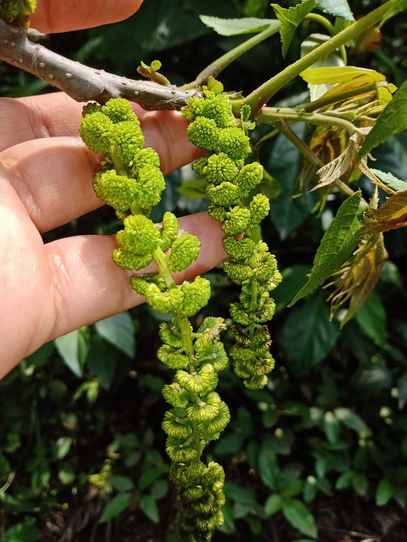Juglans pyriformis