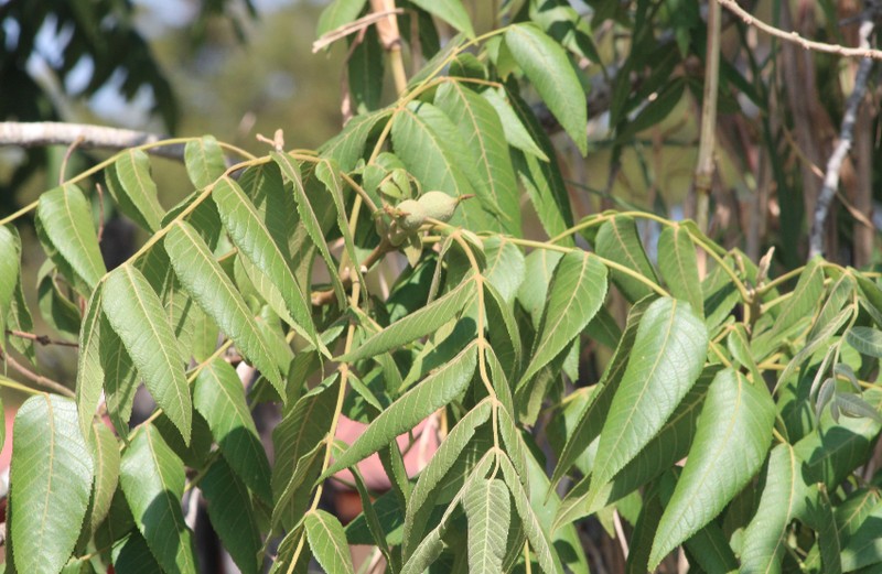 Juglans pyriformis photo 2