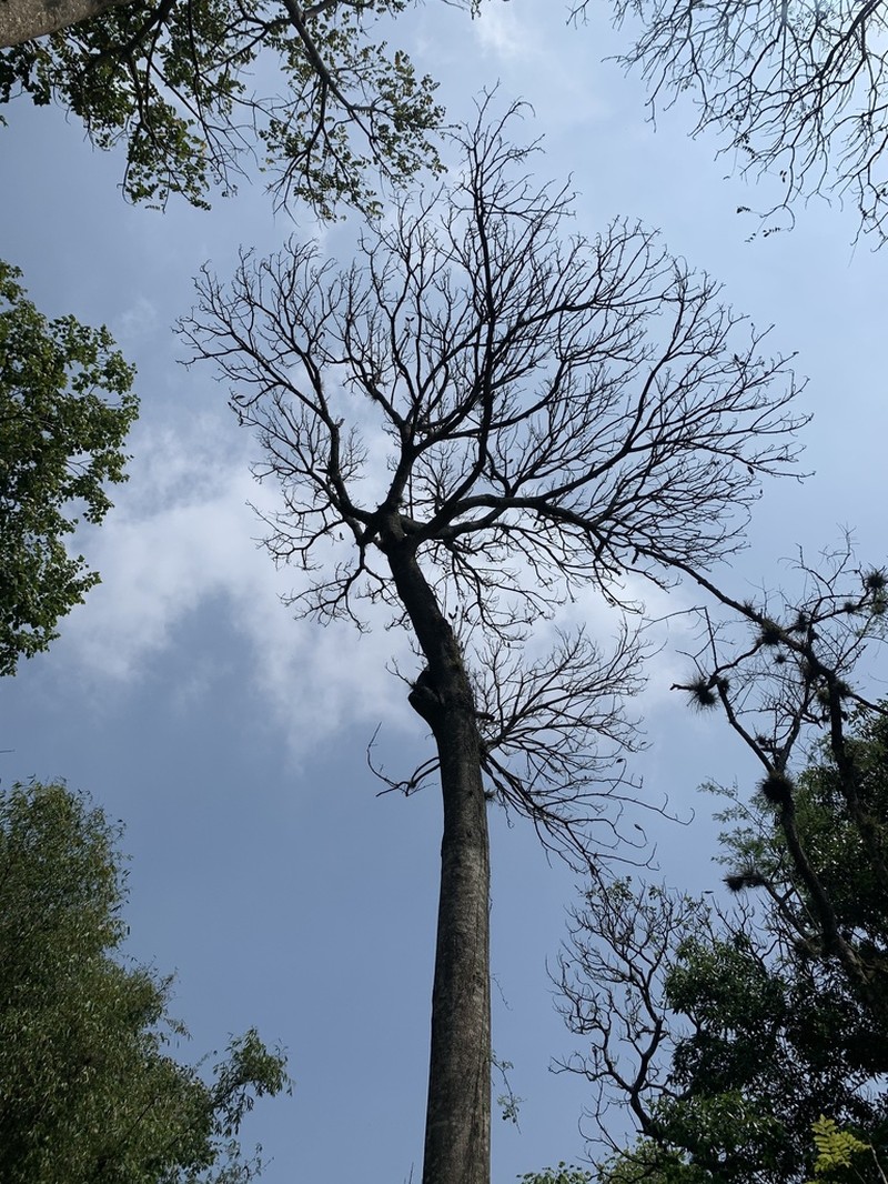 Juglans pyriformis photo 3