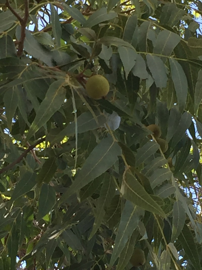 Juglans pyriformis photo 4