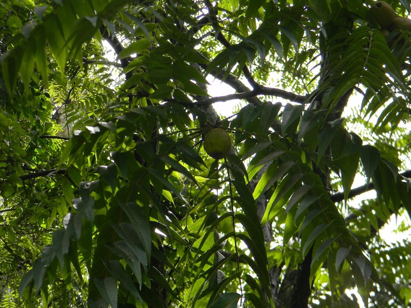 Juglans pyriformis photo 6