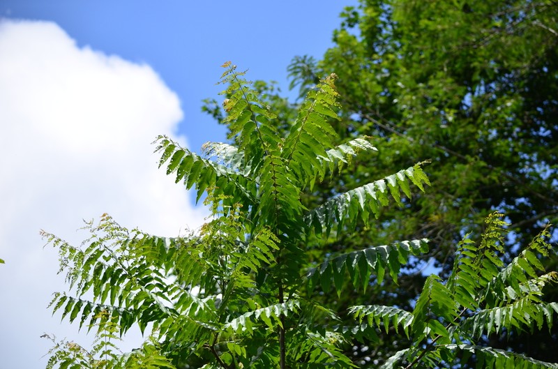 Juglans pyriformis photo 7
