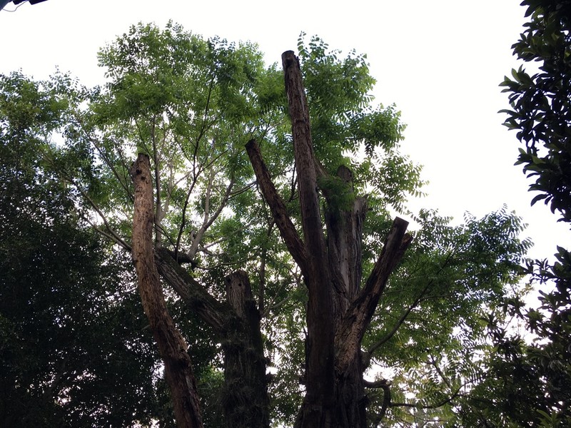 Juglans pyriformis photo 8