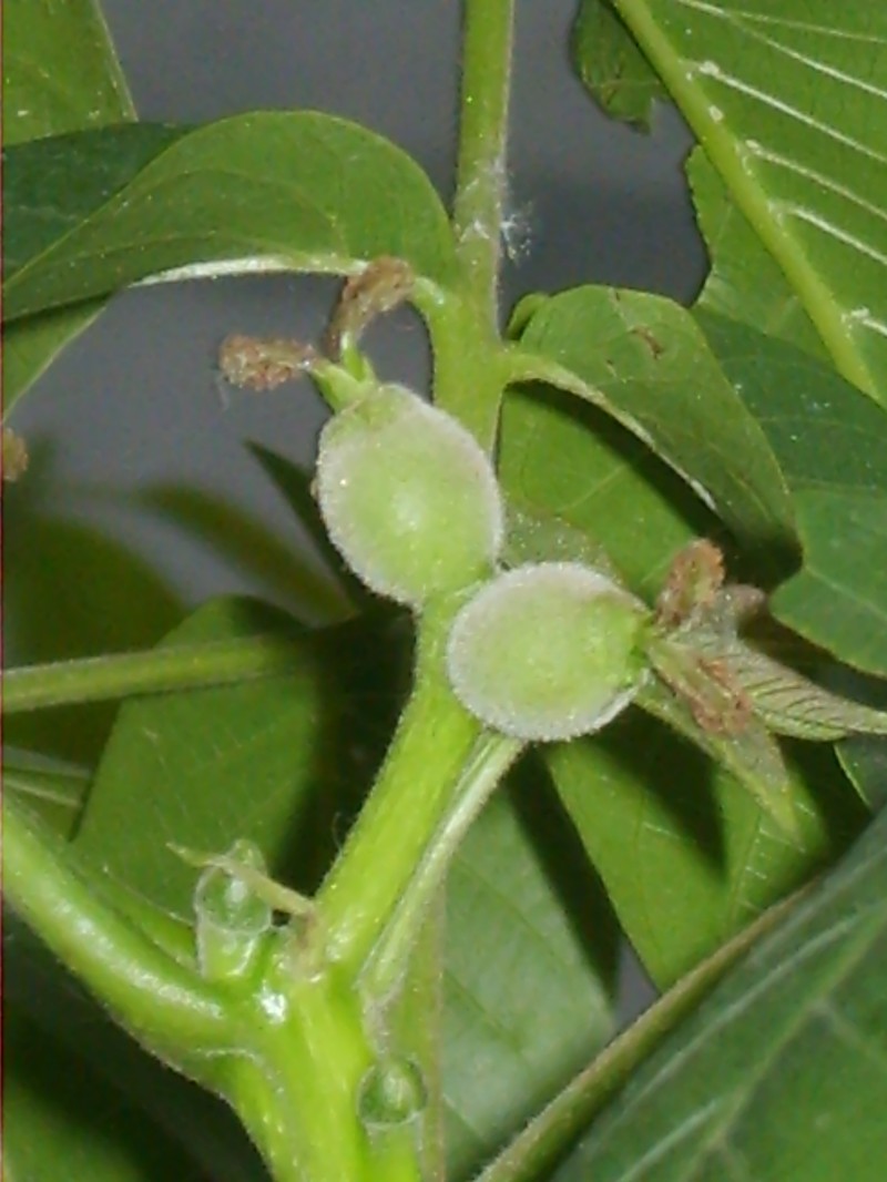 English Walnut photo 7