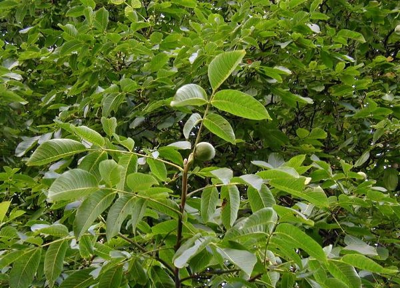 English Walnut photo 8