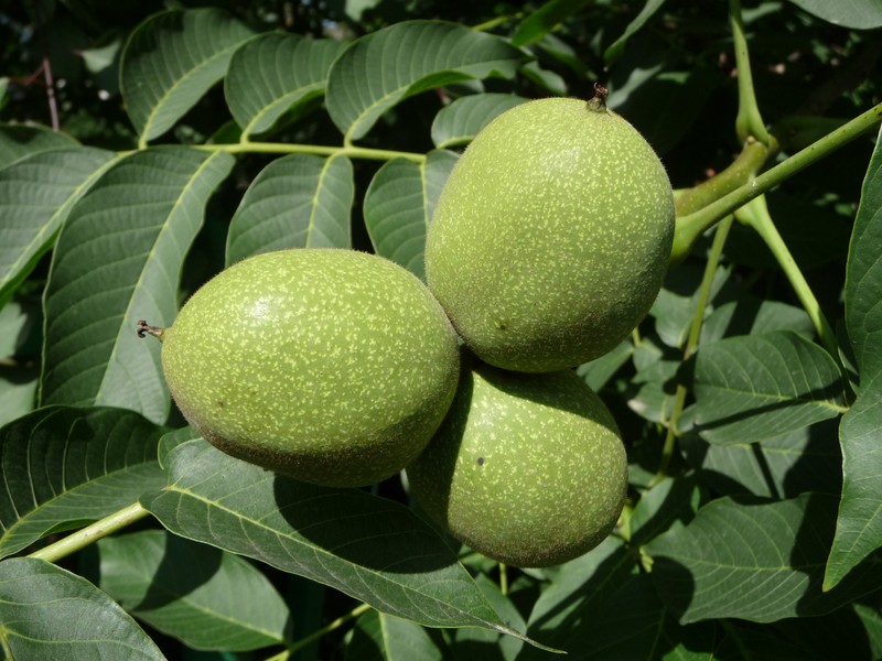 English Walnut
