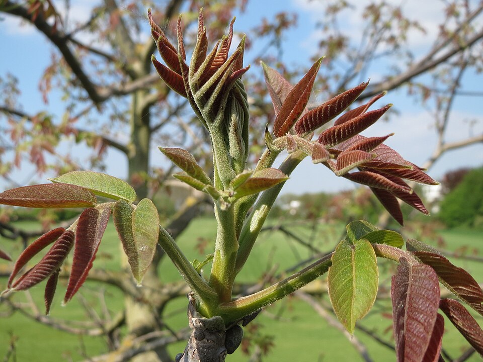 English Walnut photo 2