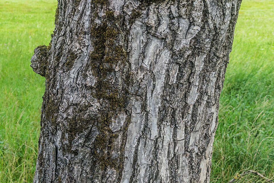 English Walnut photo 3
