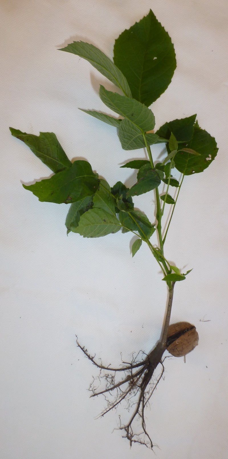 English Walnut photo 4