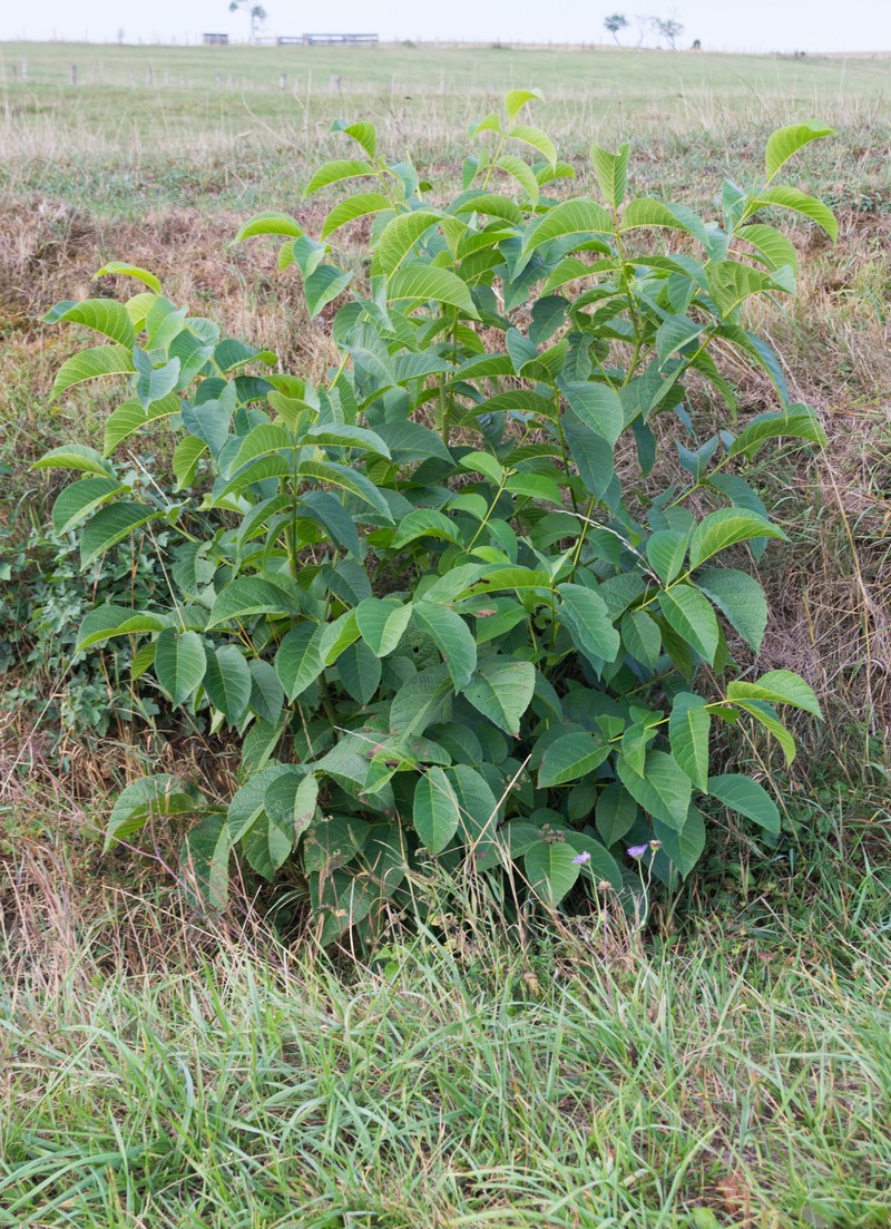English Walnut photo 5