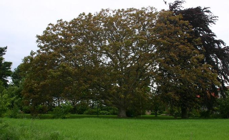 English Walnut photo 6