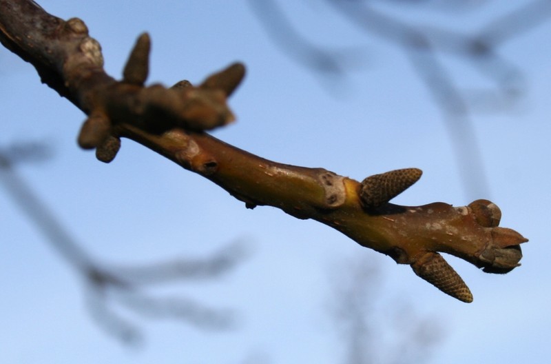 English Walnut photo 7