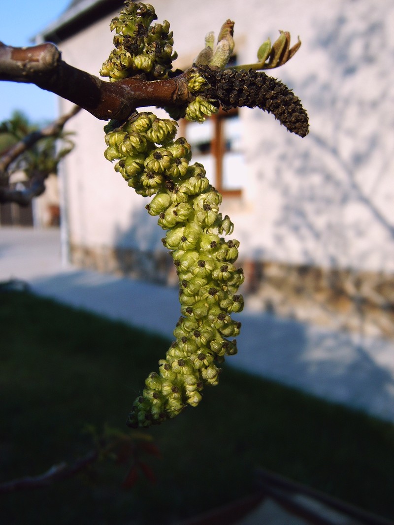 English Walnut photo 8