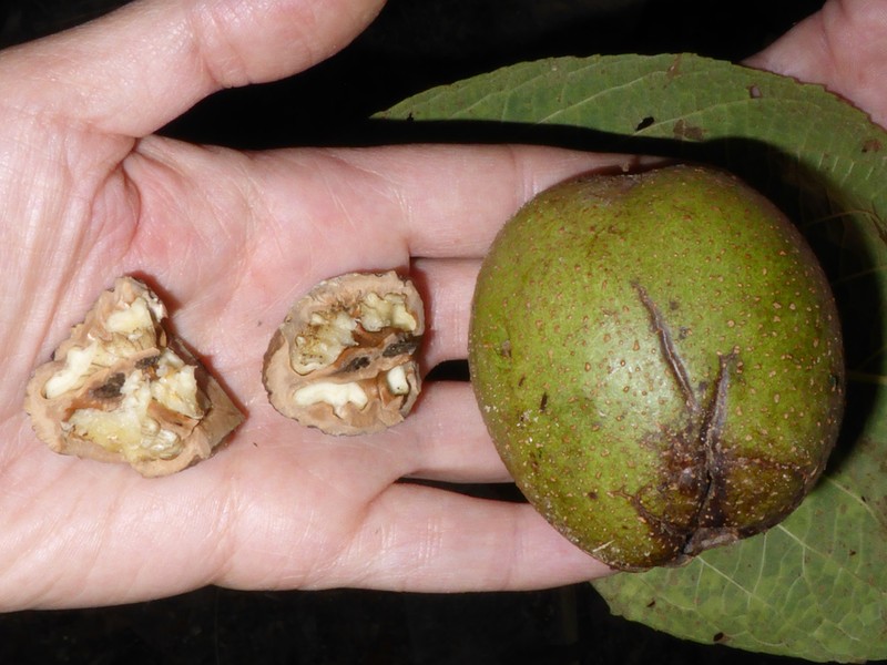 Juglans sigillata photo 2