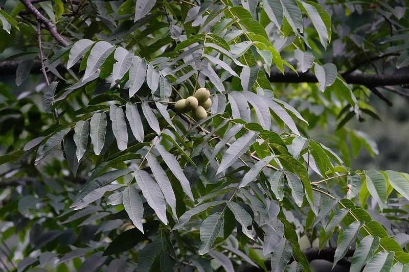 Juglans sigillata photo 3