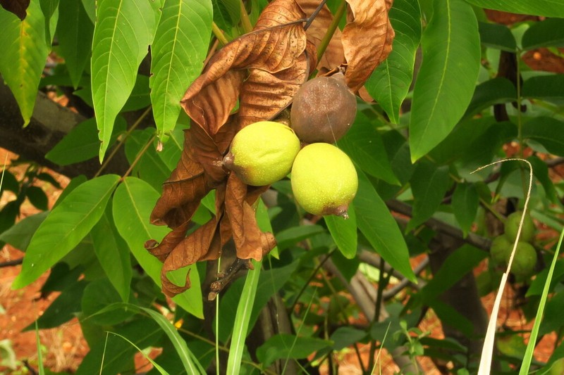 Juglans sigillata photo 4