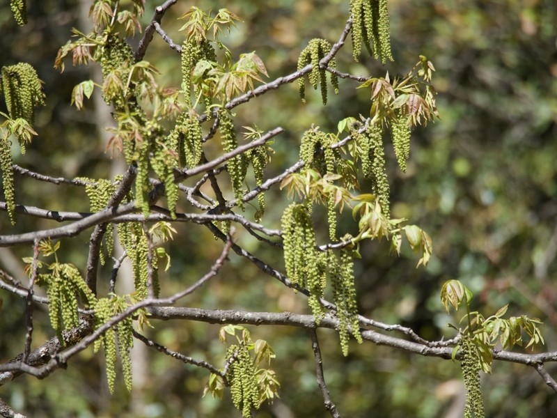 Juglans sigillata photo 5