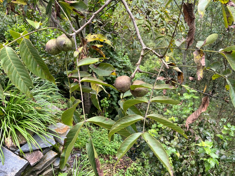 Juglans sigillata photo 6