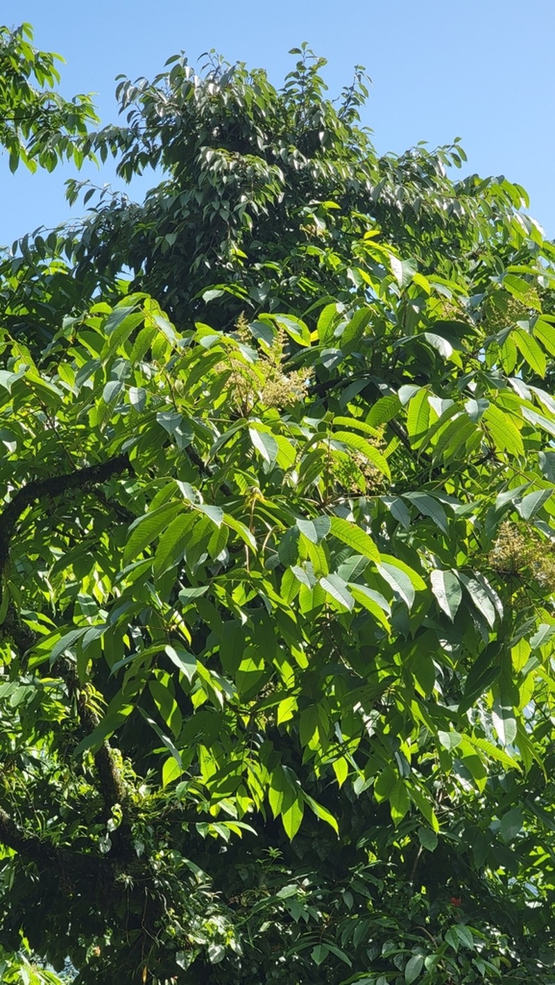 Juglans sigillata photo 7