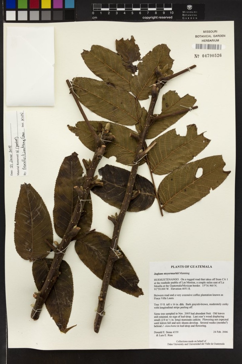 Juglans steyermarkii