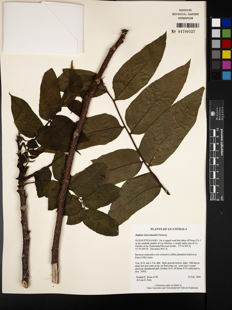 Juglans steyermarkii photo 2