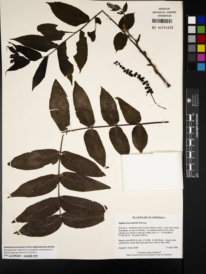 Juglans steyermarkii photo 3