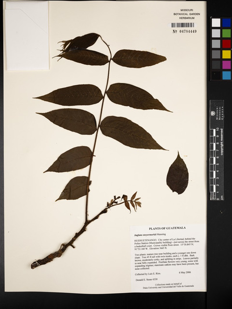 Juglans steyermarkii photo 5