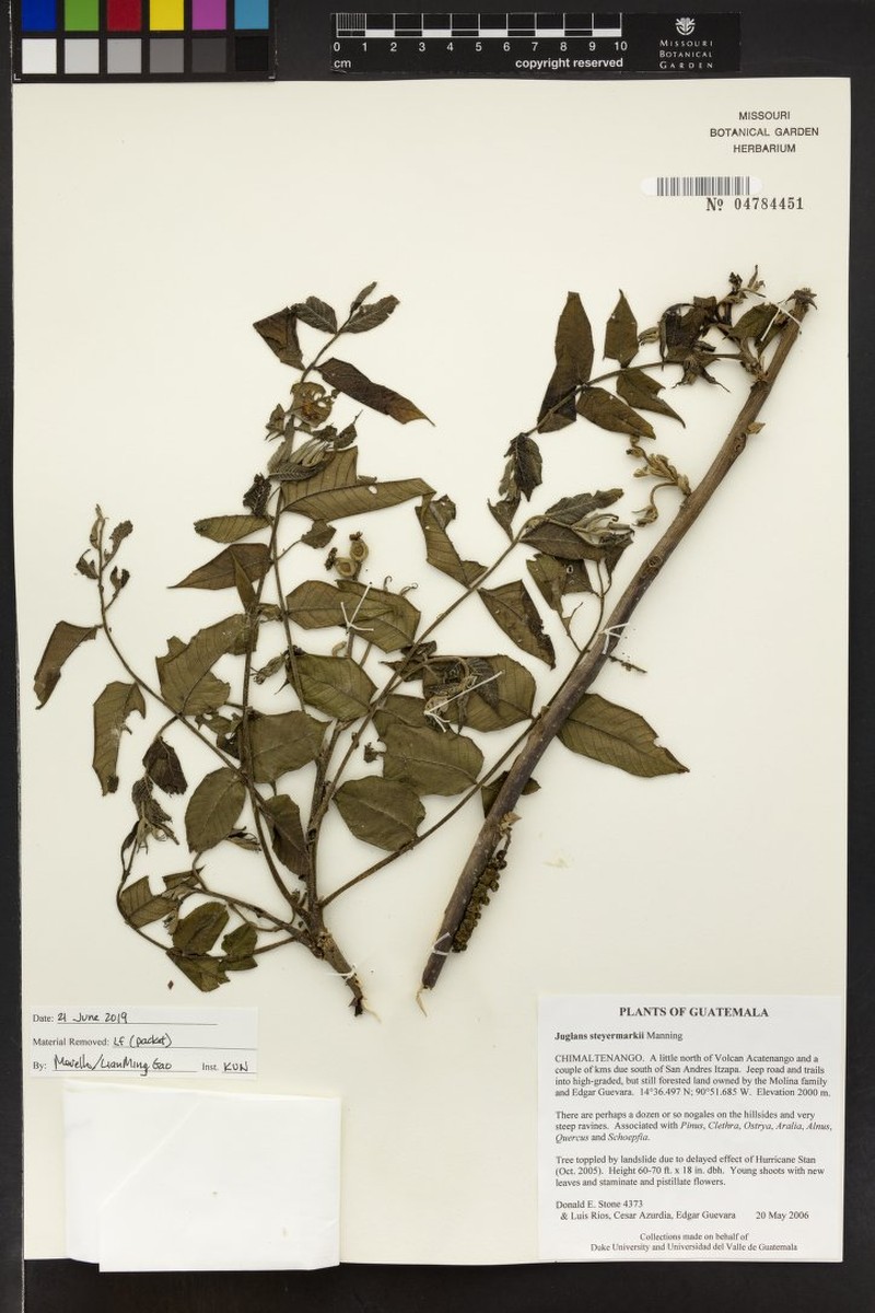 Juglans steyermarkii photo 6