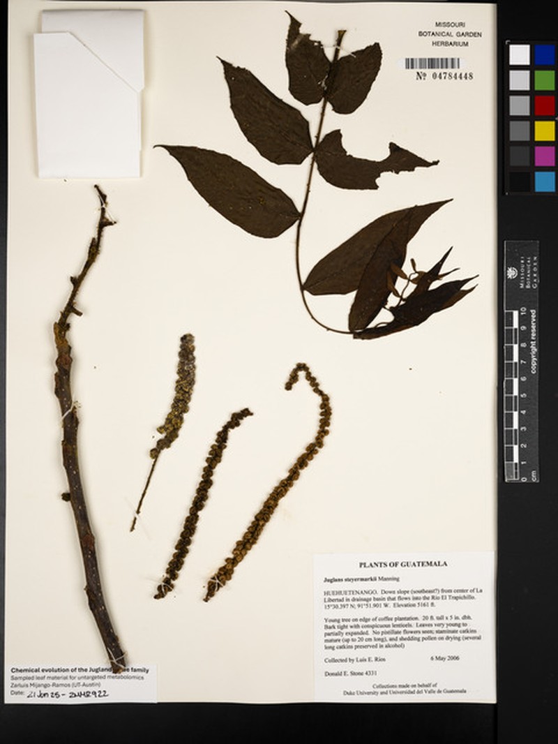 Juglans steyermarkii photo 7