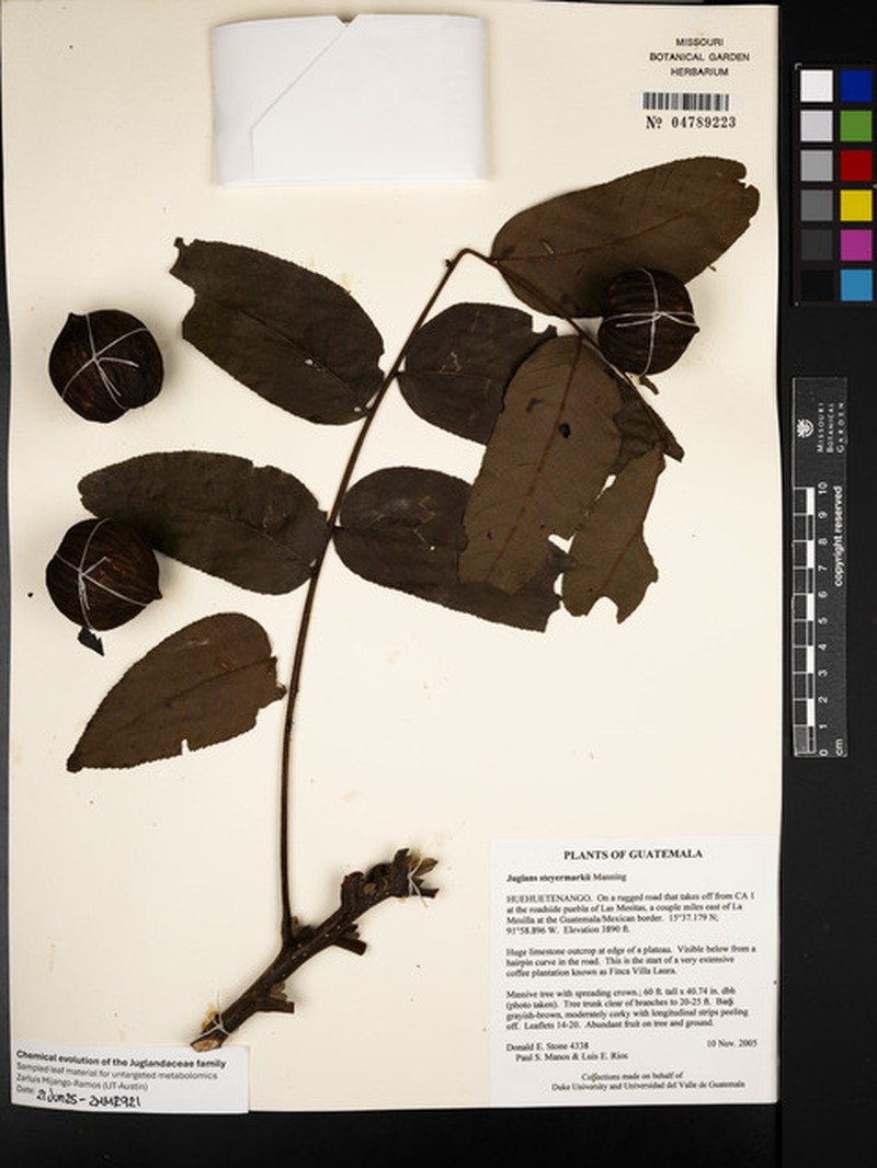 Juglans steyermarkii photo 8