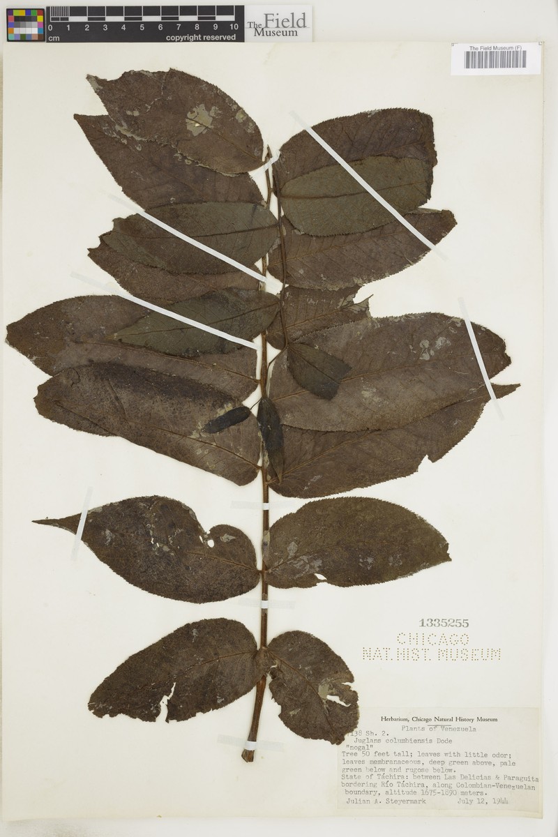 Juglans venezuelensis photo 2