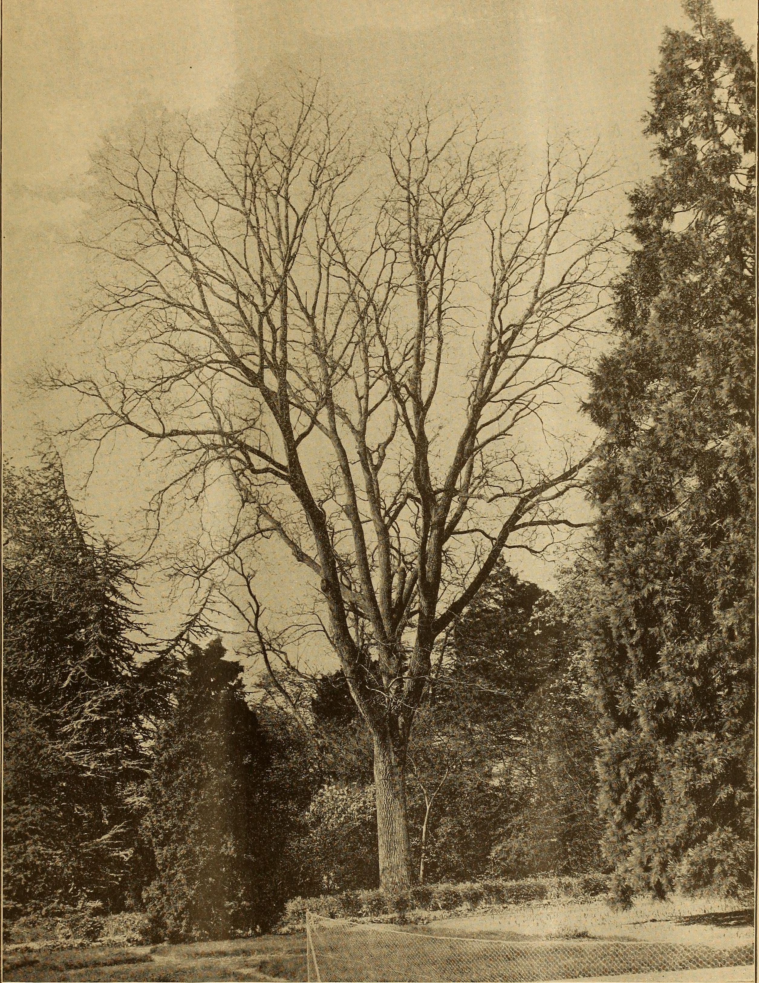 hybrid walnut photo 3