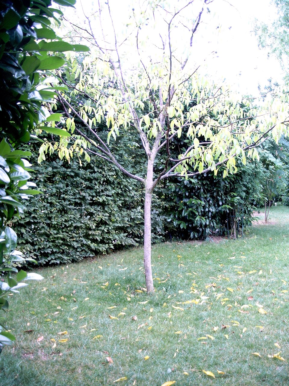 hybrid walnut photo 5