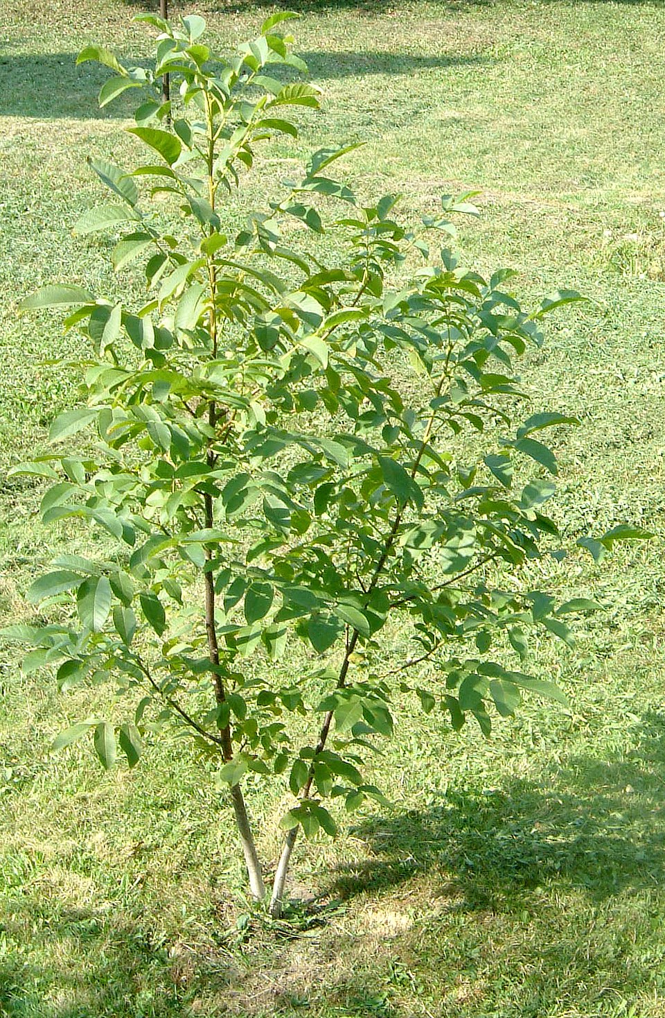 hybrid walnut photo 6