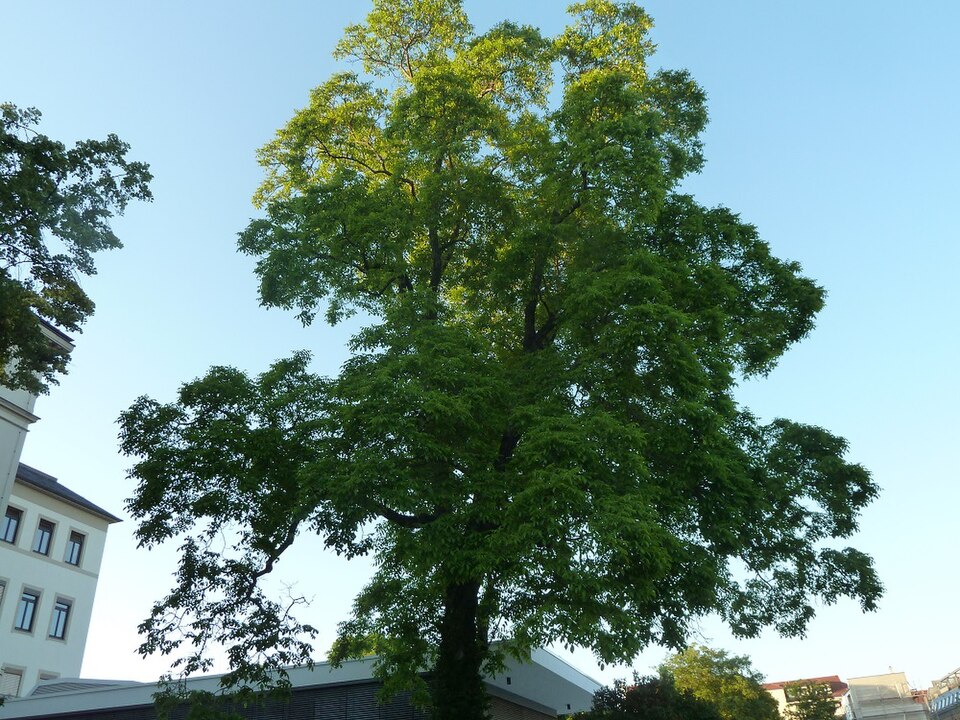 hybrid walnut photo 8
