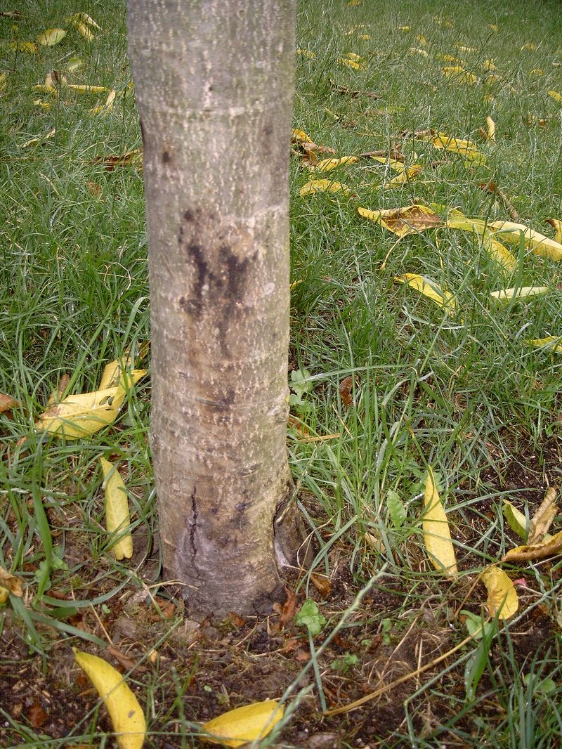 hybrid walnut photo 6