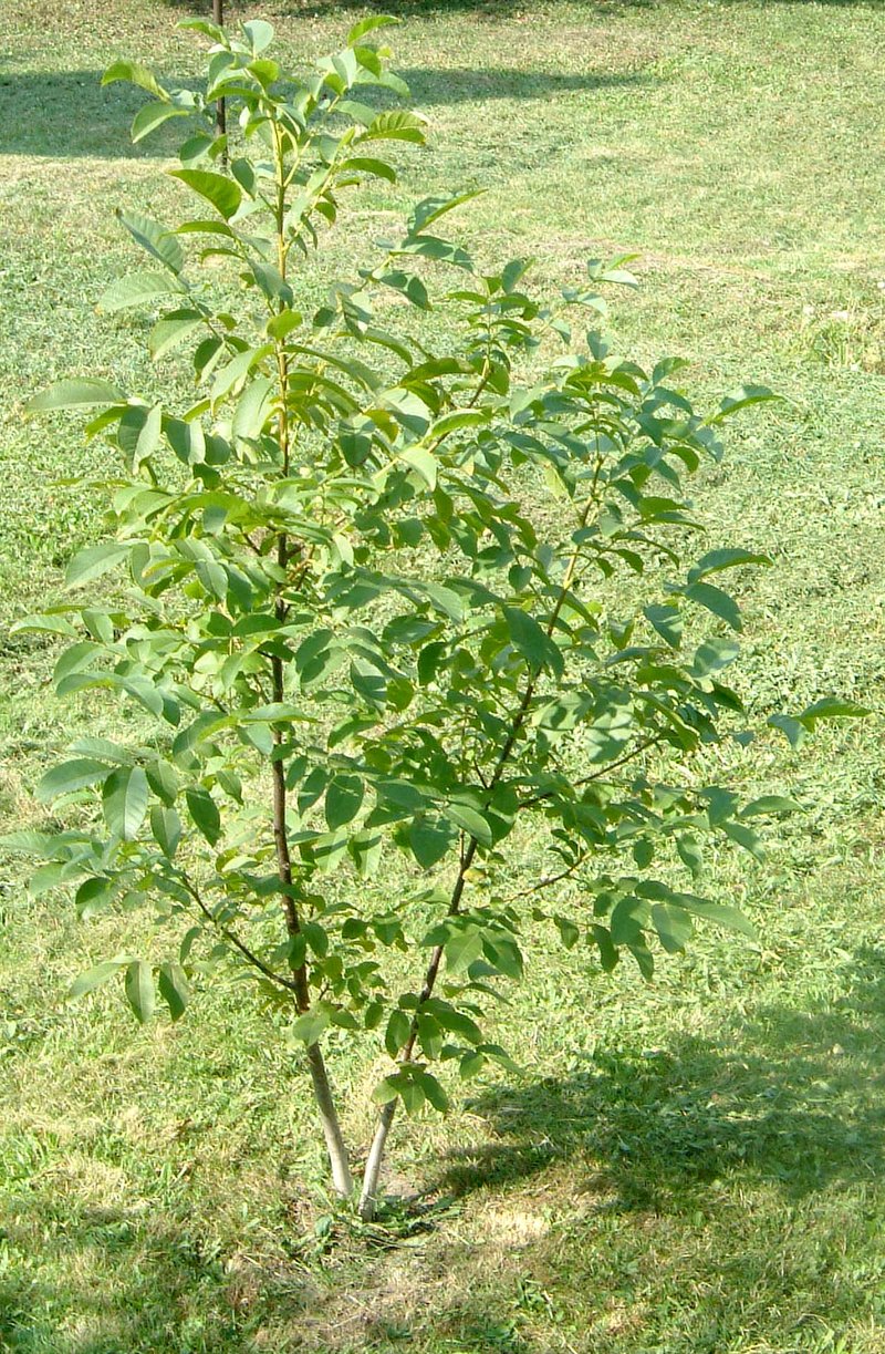 hybrid walnut photo 8