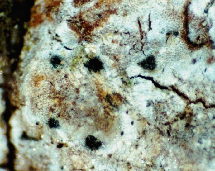 Julella fallaciosa photo 2