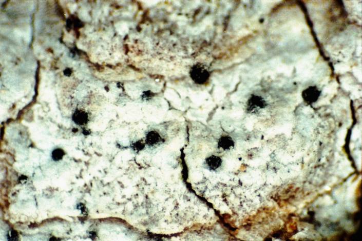 Julella fallaciosa photo 3