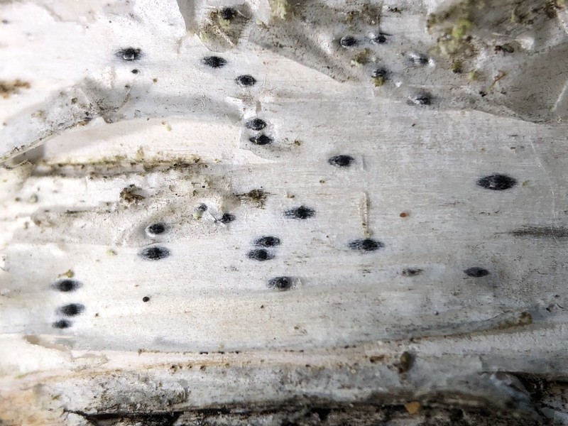 Julella fallaciosa