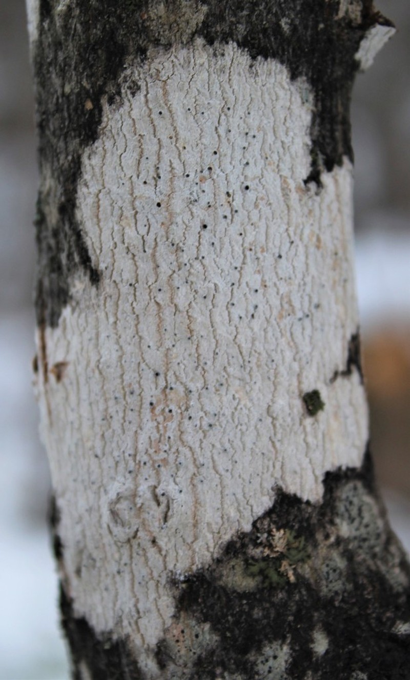 Julella fallaciosa photo 3