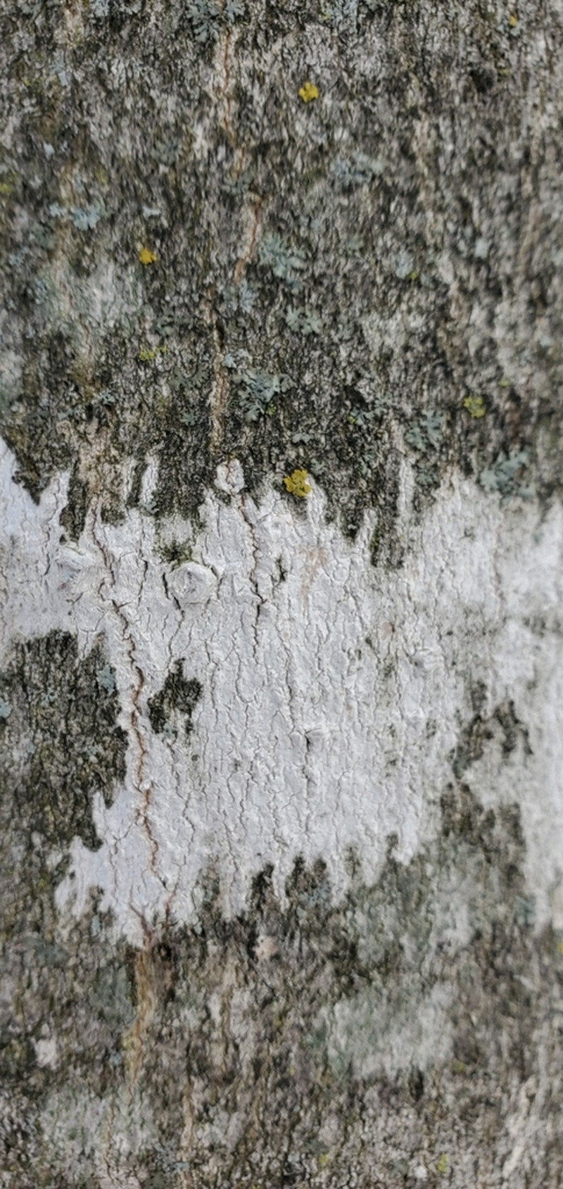 Julella fallaciosa photo 4
