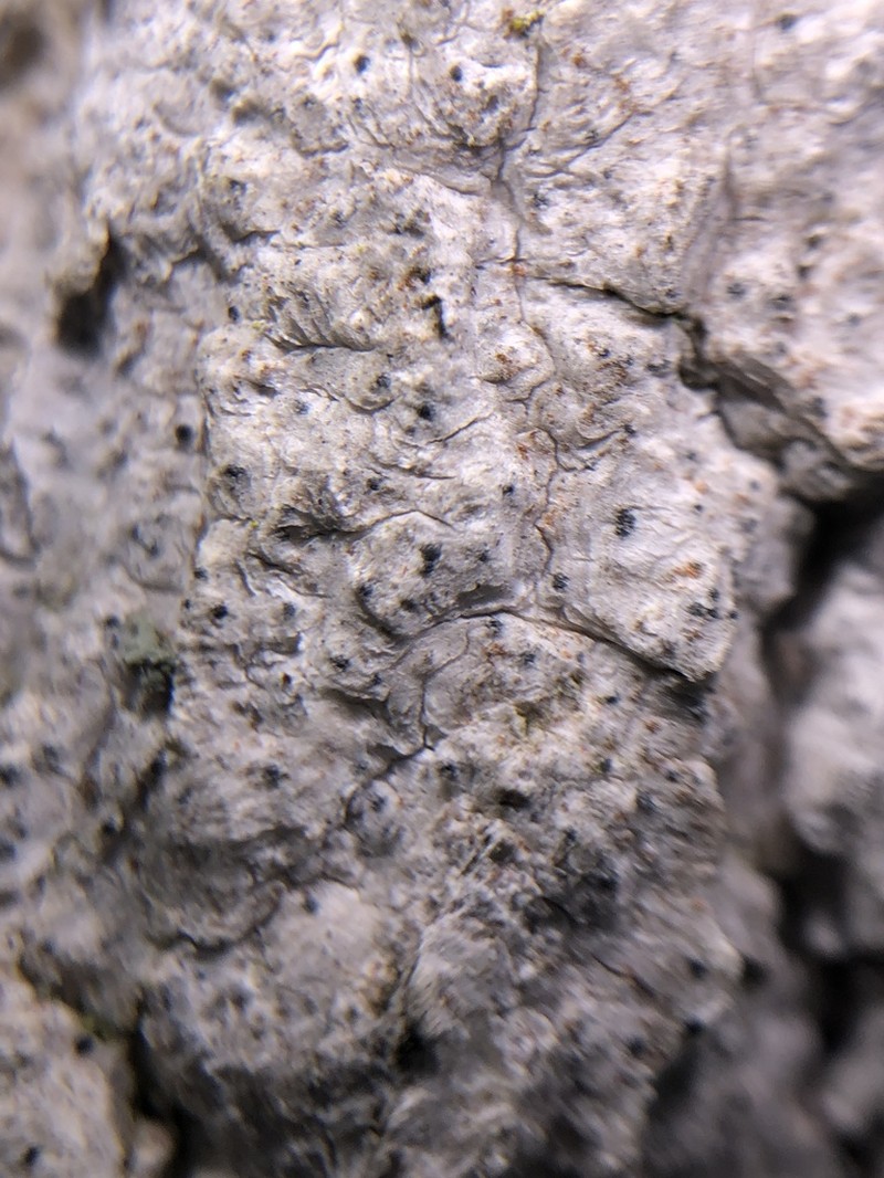 Julella fallaciosa photo 5