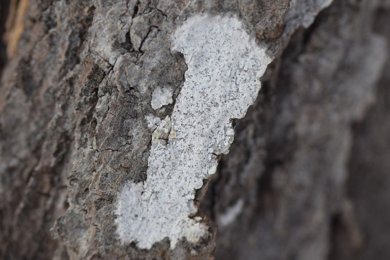 Julella fallaciosa photo 6