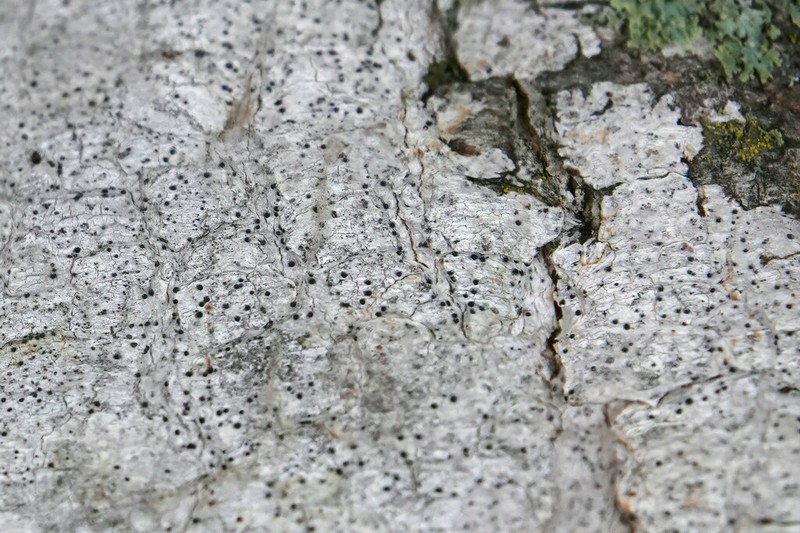 Julella fallaciosa photo 7