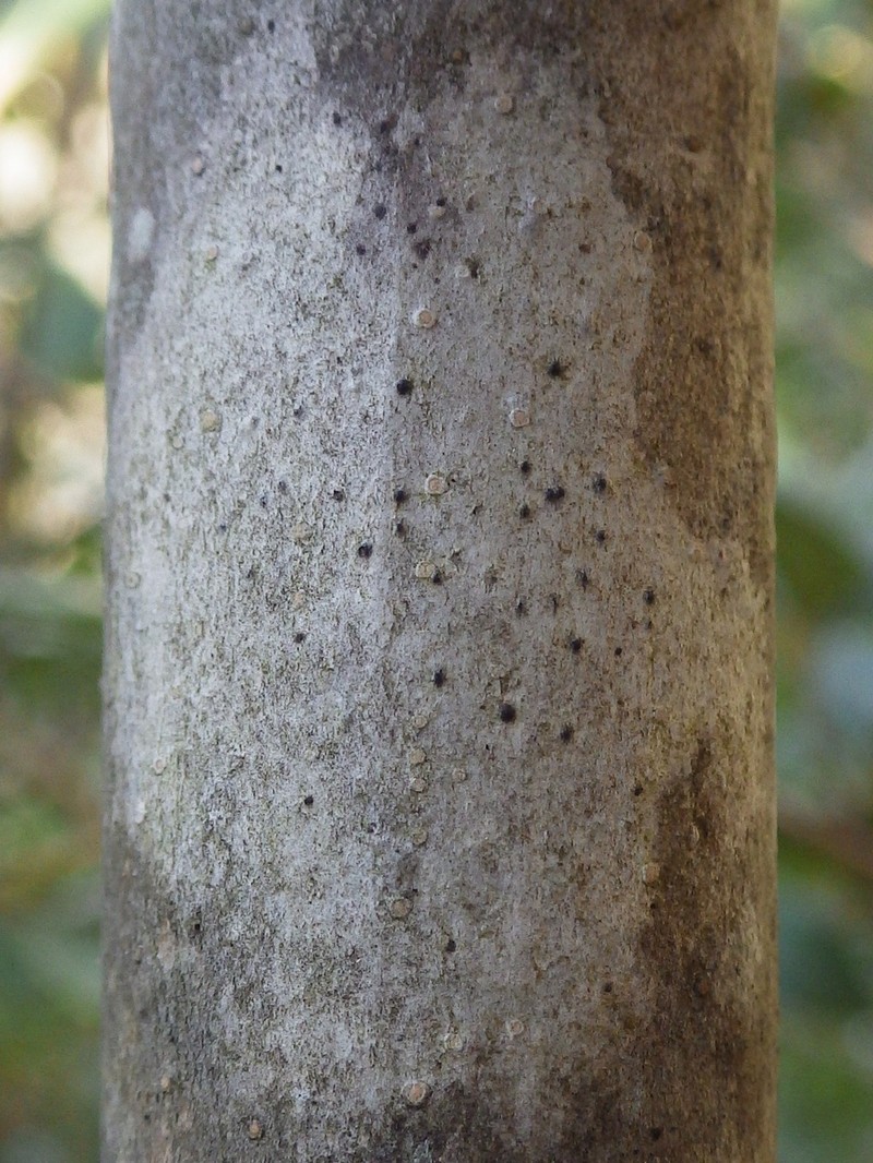 Julella Lichen
