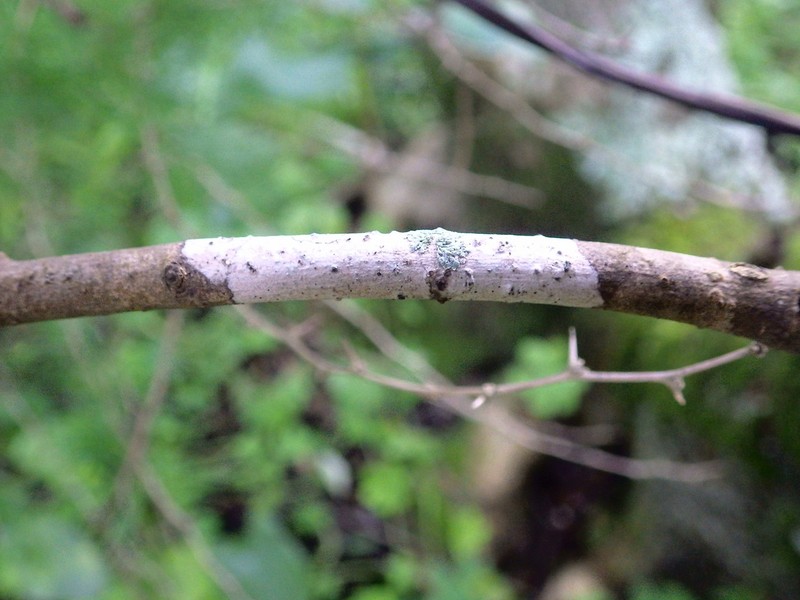 Julella Lichen photo 2