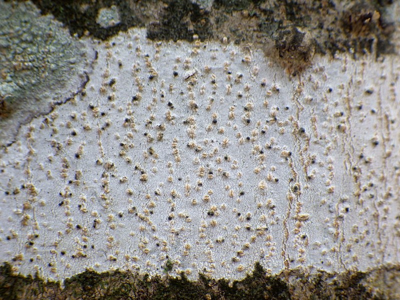 Julella Lichen photo 3
