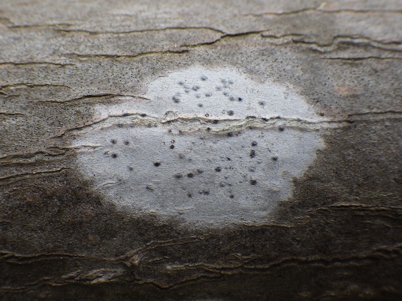 Julella Lichen photo 4
