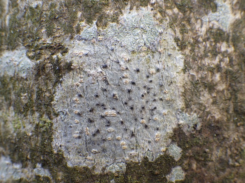 Julella Lichen photo 5